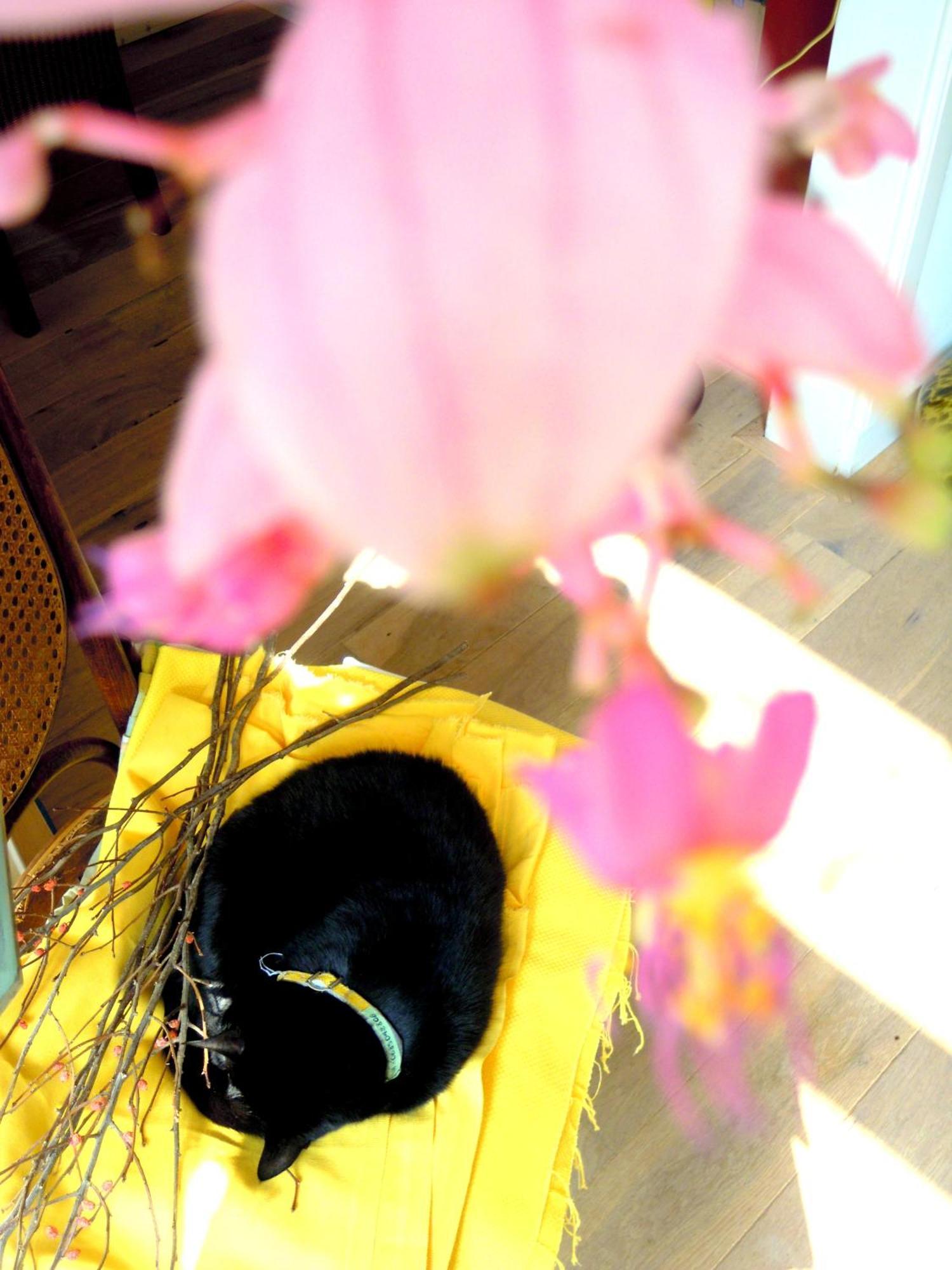 Missortelia B&B อัมสเตอร์ดัม ภายนอก รูปภาพ